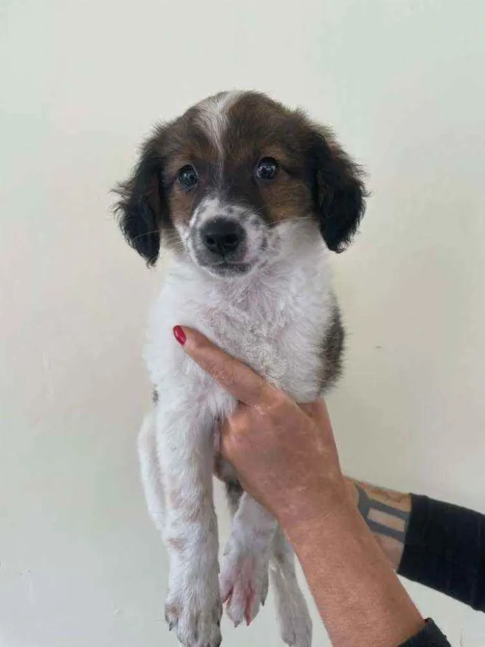 Cachorro ra a Srd idade 2 a 6 meses nome Malu