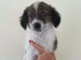 Malu