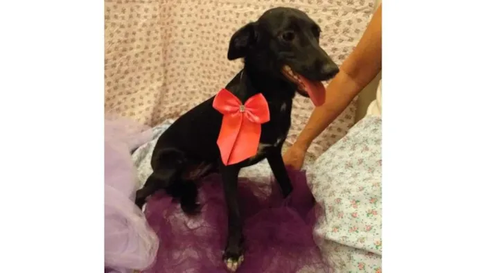 Cachorro ra a SRD-ViraLata idade 7 a 11 meses nome Luana