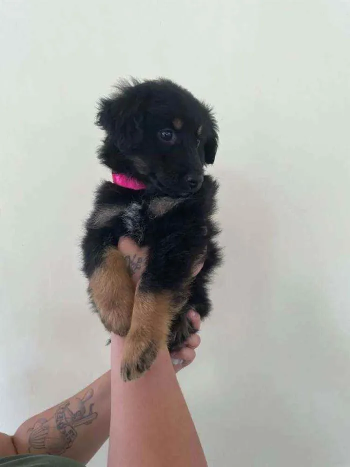 Cachorro ra a SRD idade 2 a 6 meses nome Mavi
