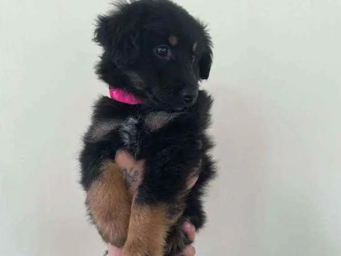 Cachorro ra a SRD idade 2 a 6 meses nome Mavi