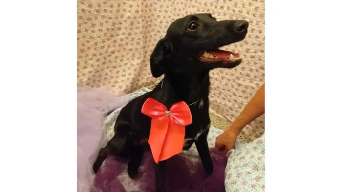 Cachorro ra a SRD-ViraLata idade 7 a 11 meses nome Luana