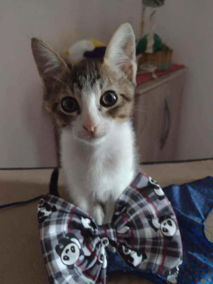 Gato raça Srd idade Abaixo de 2 meses nome Plutão 