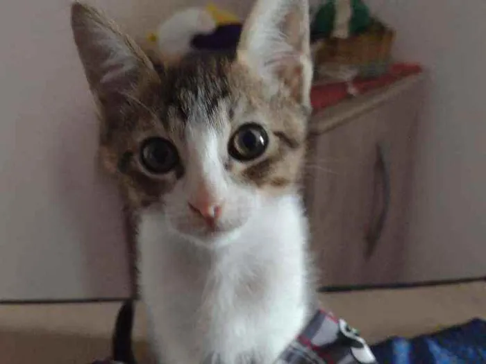 Gato raça Srd idade Abaixo de 2 meses nome Plutão 