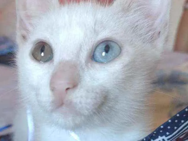 Gato raça Srd idade Abaixo de 2 meses nome Musa 