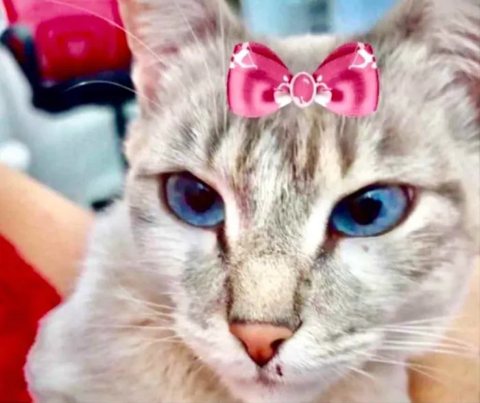 Gato ra a Mestiça  idade 2 a 6 meses nome Amora 