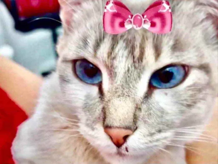 Gato ra a Mestiça  idade 2 a 6 meses nome Amora 