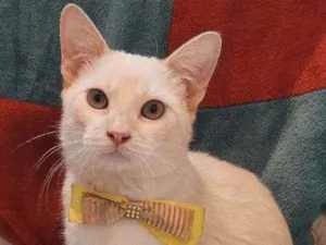 Gato raça SRD idade 2 a 6 meses nome STANLEY 