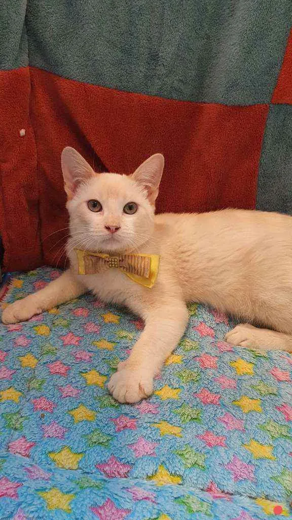 Gato ra a SRD idade 2 a 6 meses nome STANLEY 