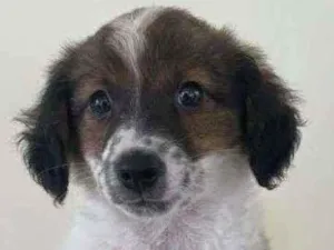 Cachorro raça Srd idade 2 a 6 meses nome Malu
