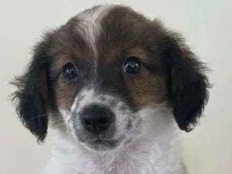 Cachorro ra a Srd idade 2 a 6 meses nome Malu