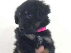 Cachorro raça SRD idade 2 a 6 meses nome Mavi