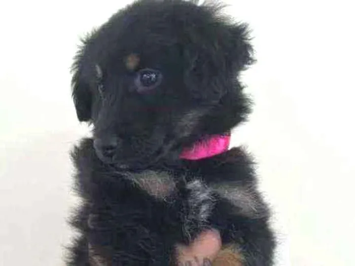 Cachorro ra a SRD idade 2 a 6 meses nome Mavi