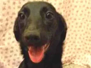 Cachorro raça SRD-ViraLata idade 7 a 11 meses nome Luana