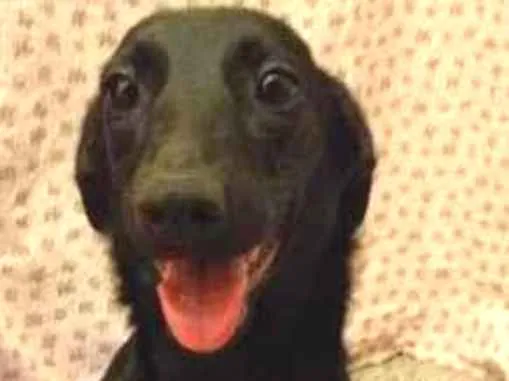 Cachorro ra a SRD-ViraLata idade 7 a 11 meses nome Luana