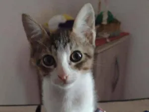 Gato raça Srd idade Abaixo de 2 meses nome Plutão 