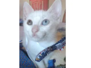 Gato raça Srd idade Abaixo de 2 meses nome Musa 
