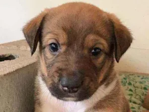 Cachorro raça Srd idade Abaixo de 2 meses nome Piggy