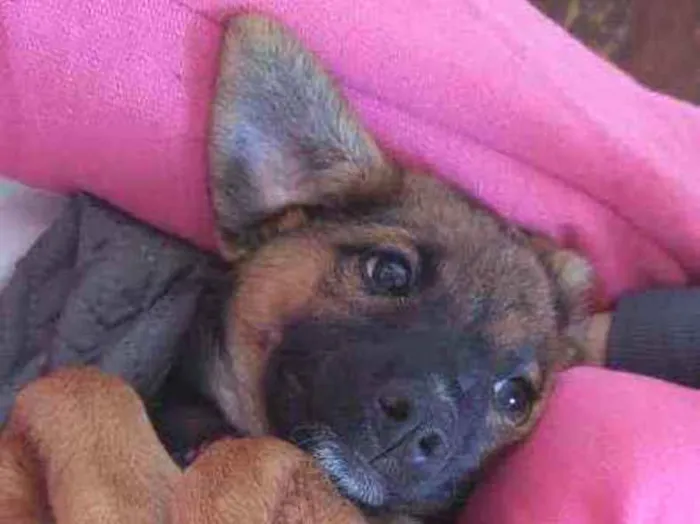 Cachorro raça Srd idade 2 a 6 meses nome Luna