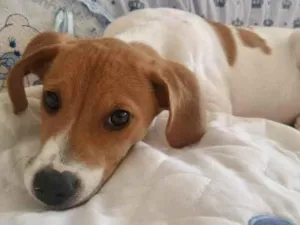 Cachorro raça Mestiço  idade 2 a 6 meses nome Buba 