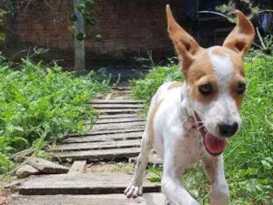 Cachorro raça  idade 2 a 6 meses nome Pitu