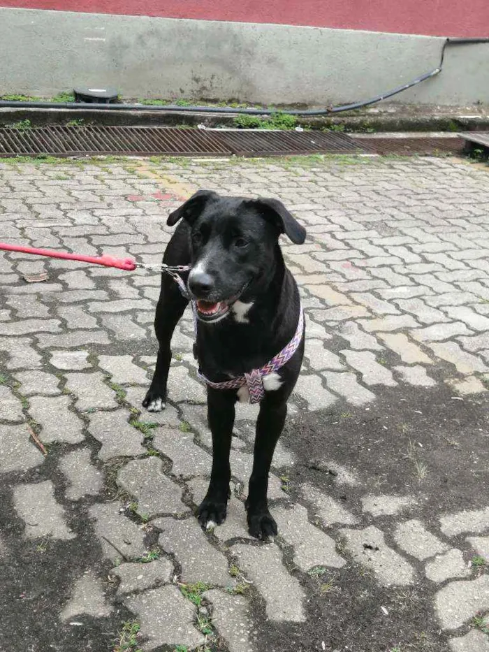 Cachorro ra a SRD idade 1 ano nome Bonita
