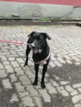 Bonita