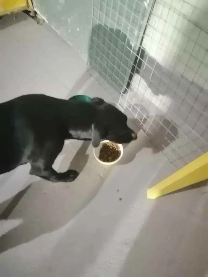 Cachorro ra a SRD idade 1 ano nome Bonita