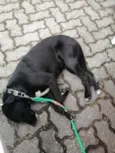 Bonita
