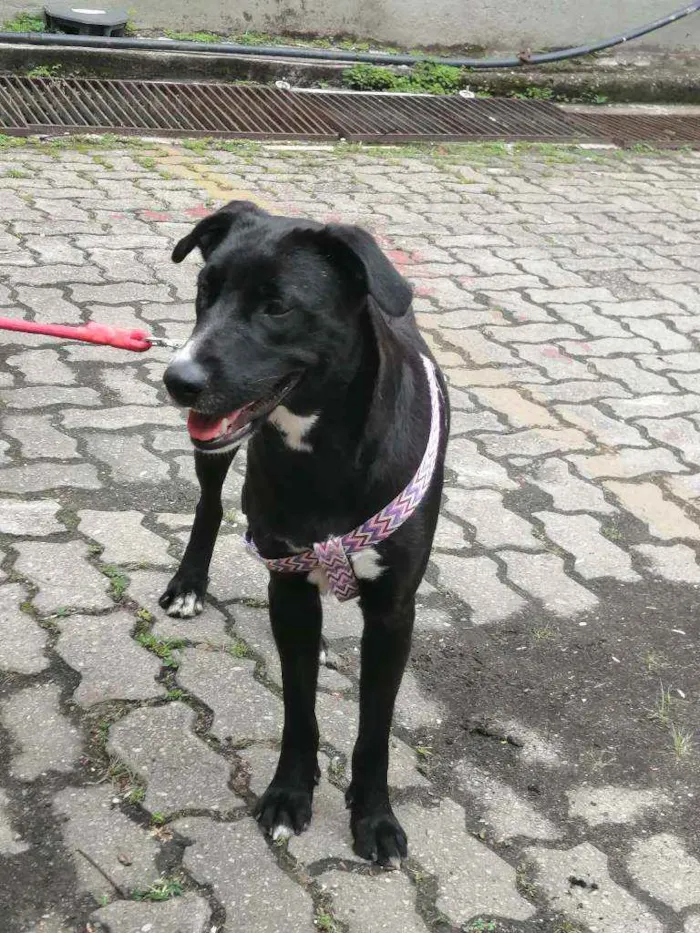 Cachorro ra a SRD idade 1 ano nome Bonita