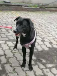 Bonita
