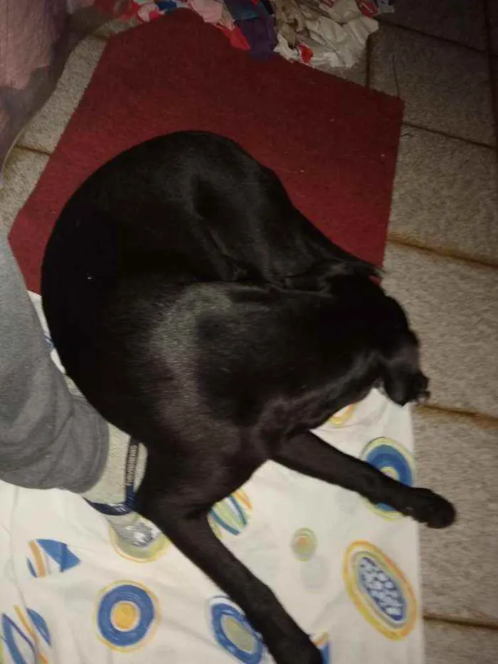 Cachorro ra a SRD idade 1 ano nome Bonita