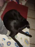 Bonita