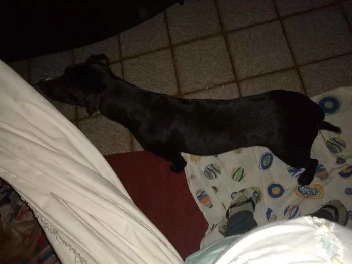 Cachorro ra a SRD idade 1 ano nome Bonita