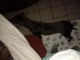 Bonita