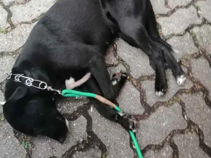 Cachorro ra a SRD idade 1 ano nome Bonita