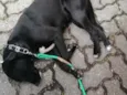 Bonita