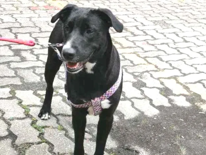 Cachorro ra a SRD idade 1 ano nome Bonita
