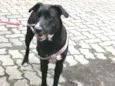 Bonita