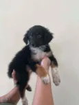 Maju