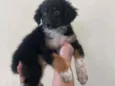 Maju