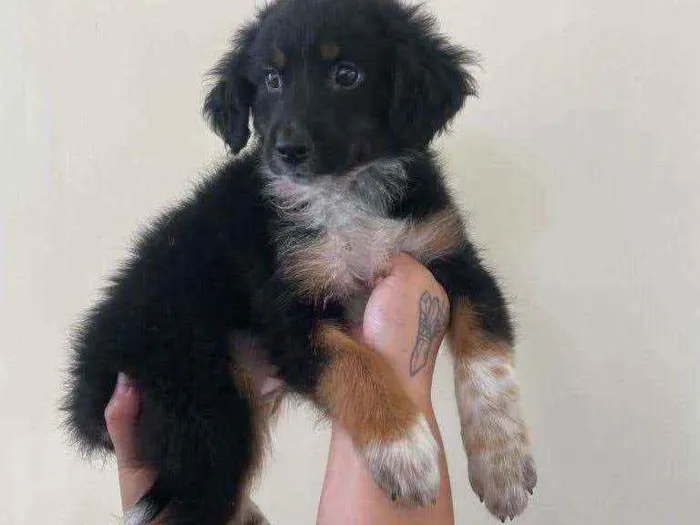 Cachorro ra a SRD idade 2 a 6 meses nome Maju