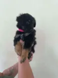 Manu