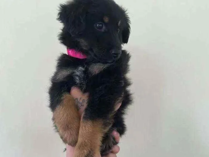 Cachorro ra a SRD idade 2 a 6 meses nome Manu