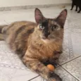 Magali