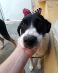 Perola