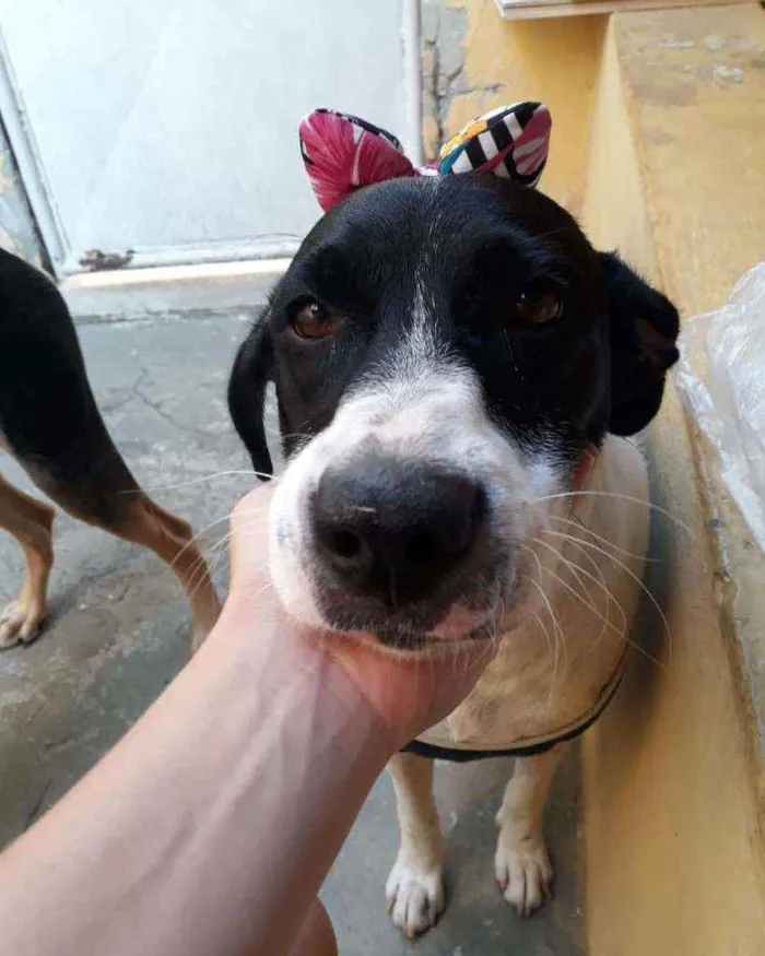 Cachorro ra a Srd idade 7 a 11 meses nome Perola