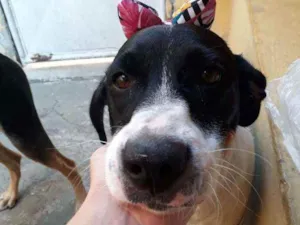 Cachorro raça Srd idade 7 a 11 meses nome Perola