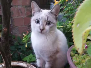 Gato raça Siamês  idade 7 a 11 meses nome Melissa