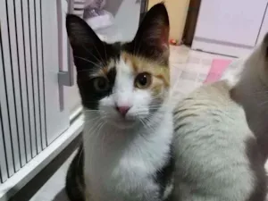 Gato raça Srd idade 7 a 11 meses nome Renata